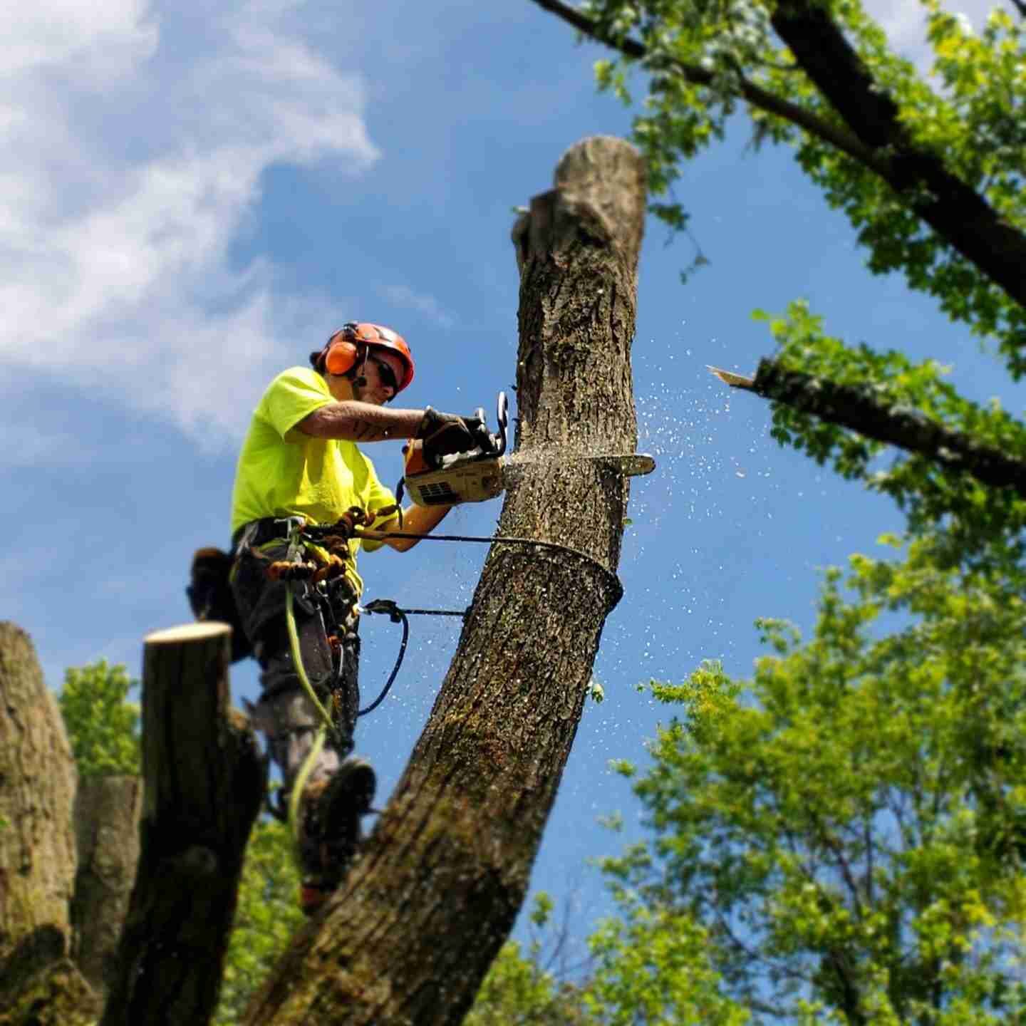 2.-Tree-removal-3-e1561686697970