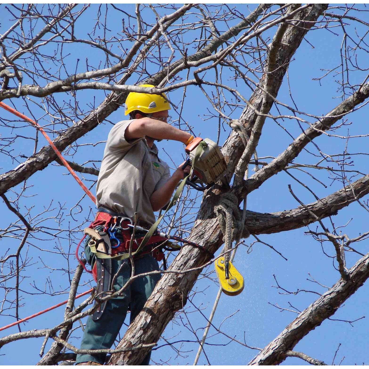 Benefits-of-Fall-Tree-Pruning