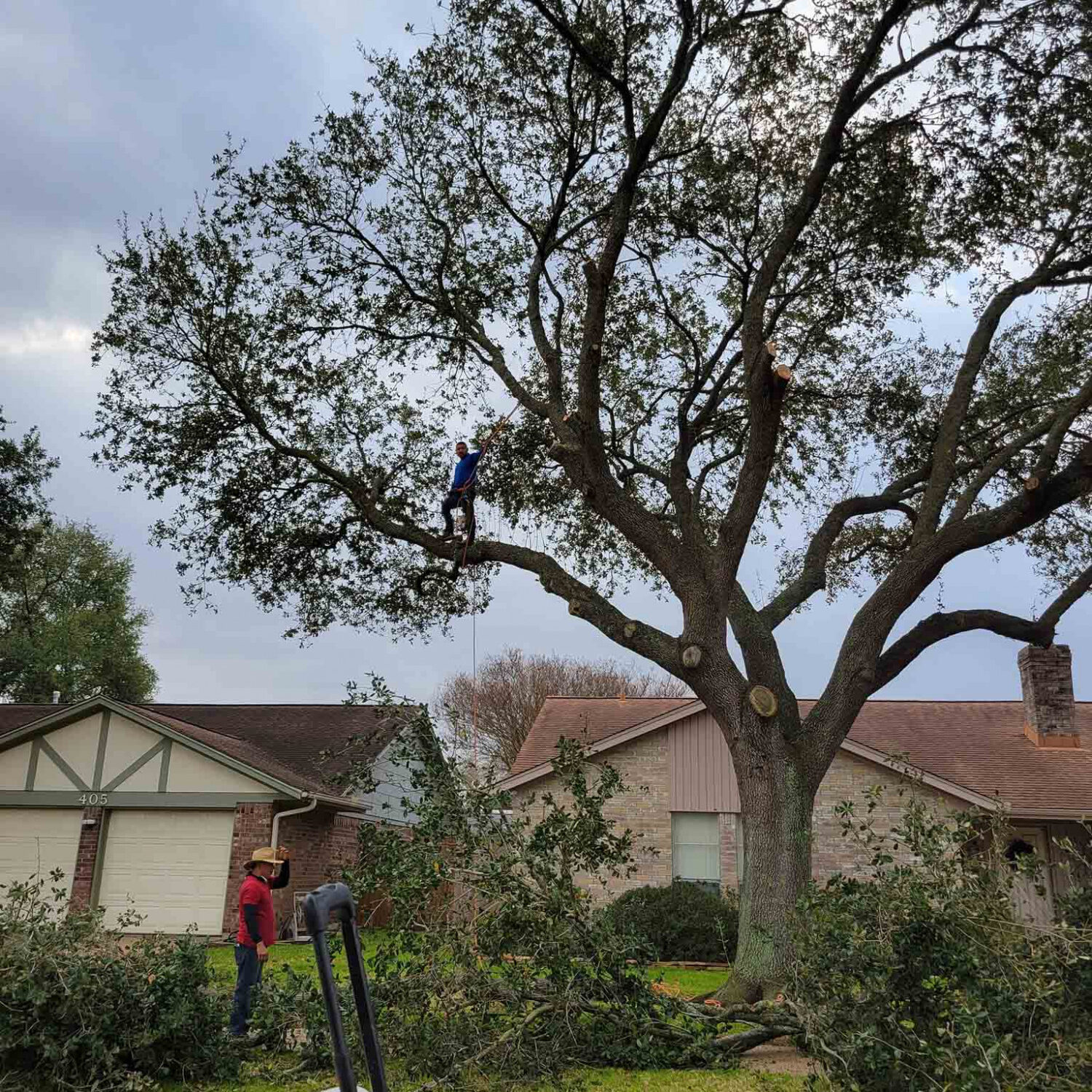 tree_trimming_2